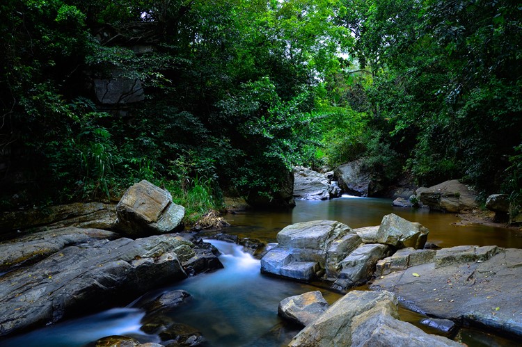 Sinharaja Forest Reserve, Sri Lanka